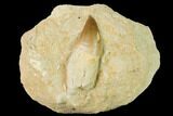 Mosasaur (Prognathodon) Tooth In Rock - Morocco #154844-1